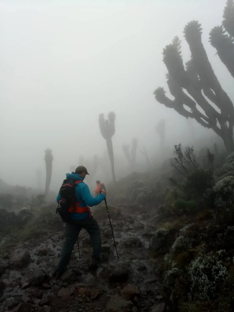 Misty highland trail