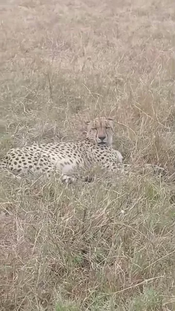 Cheetah resting in the savannah grass