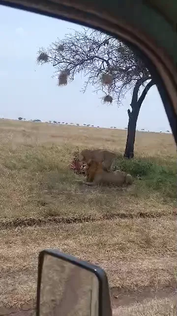 Lions under an acacia tree on safari